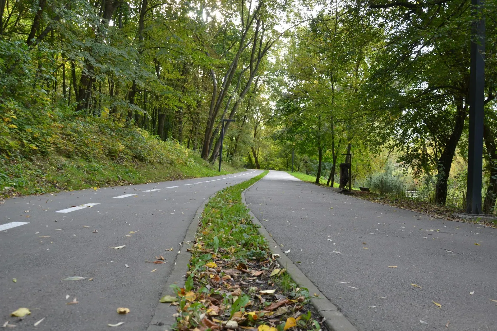 Due sentieri che attraversano un tranquillo paesaggio boschivo all'inizio dell'autunno, con un fogliame verde e rigoglioso.