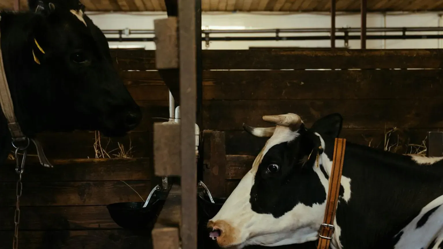 Foto stock gratuita su fuori città, fattoria, vita in fattoria