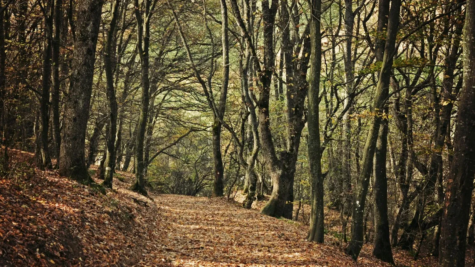 Pittoresco sentiero forestale autunnale ricoperto di foglie che cattura la tranquillità e la bellezza della natura di Pristina.